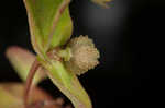 Warty spurge